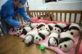 /album/fotogaleria/oso-panda-jpg1/